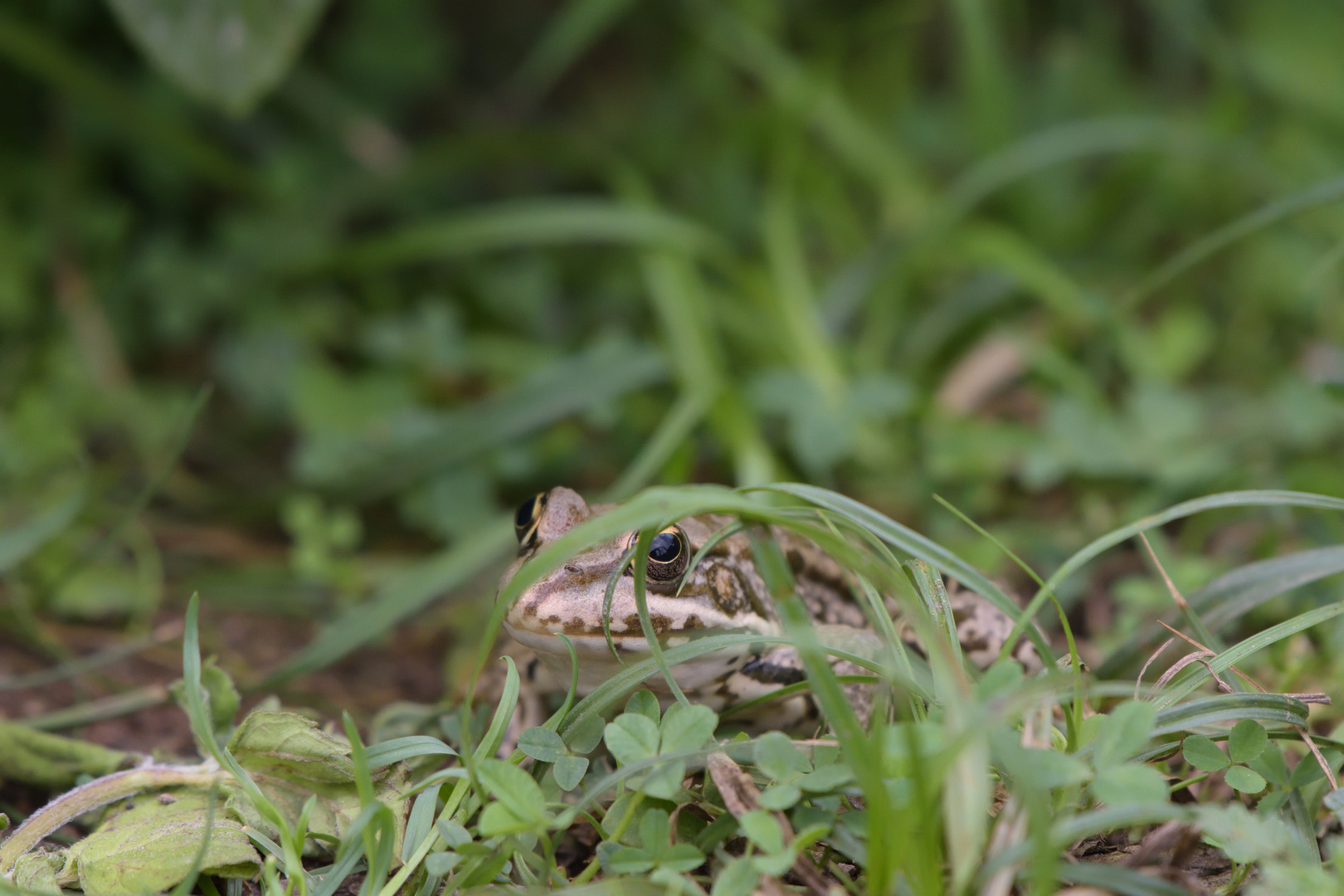 Kleiner Wasserfrosch m Eijsden 15.08.2020