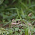 Kleiner Wasserfrosch m Eijsden 15.08.2020