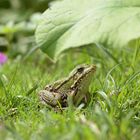 Kleiner Wasserfrosch m Eijsden 15.08.2020