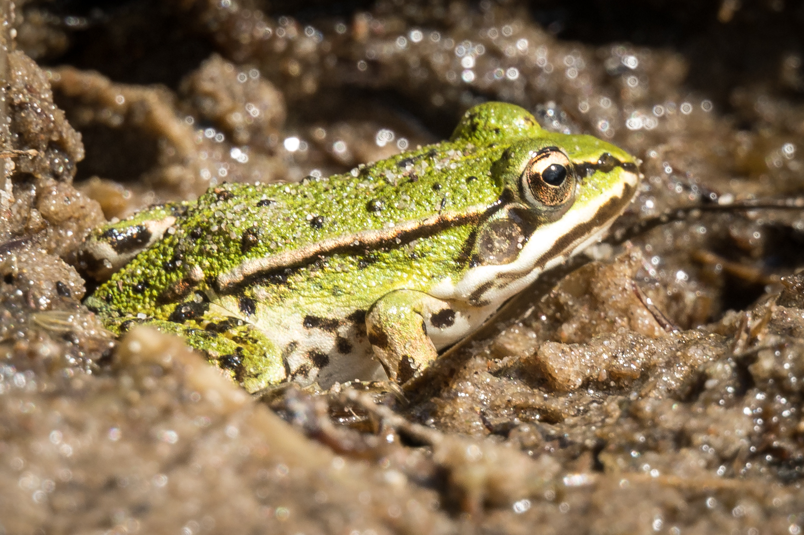 Kleiner Wasserfrosch (Pelophylax lessonae)