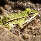 Kleiner Wasserfrosch (Pelophylax lessonae)