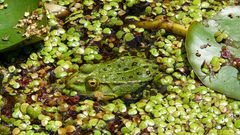 Kleiner Wasserfrosch (Rana lessonae)