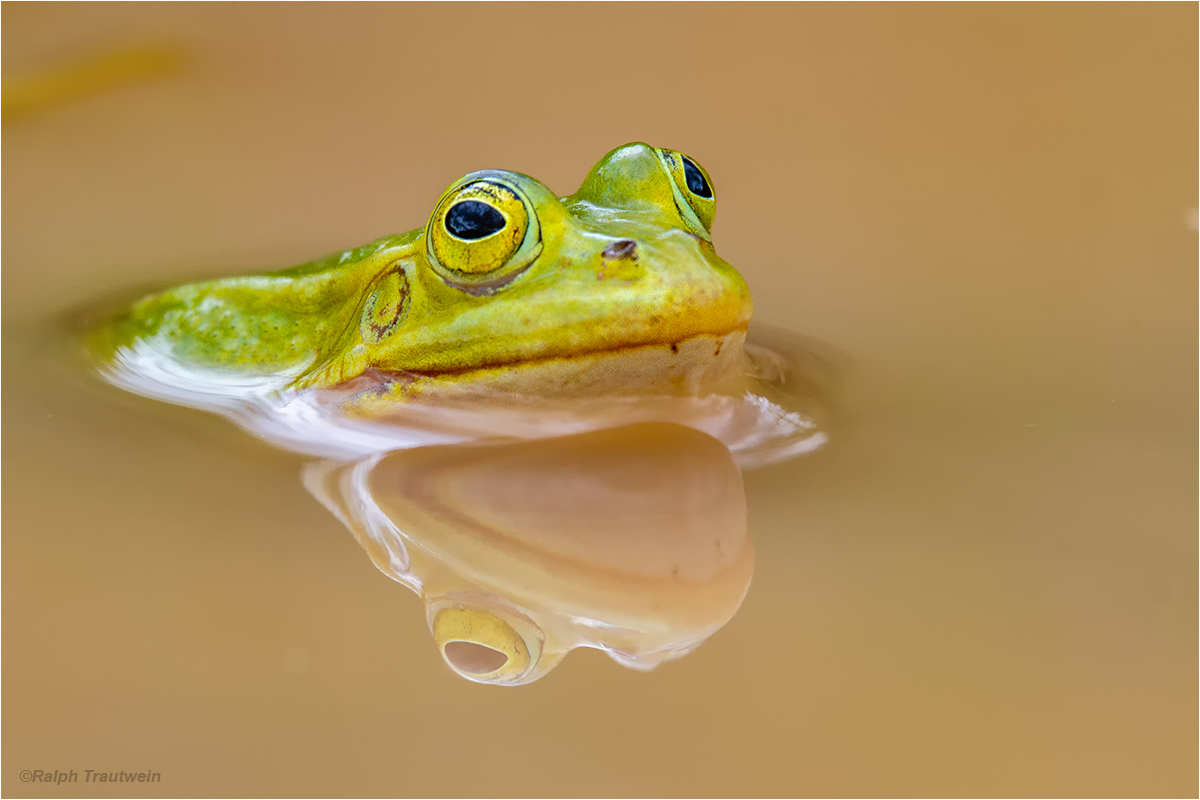 Kleiner-Wasserfrosch (Rana lessonae)