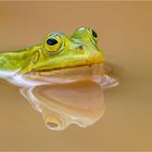 Kleiner-Wasserfrosch (Rana lessonae)