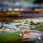 Kleiner Wasserfrosch (Rana lessonae)