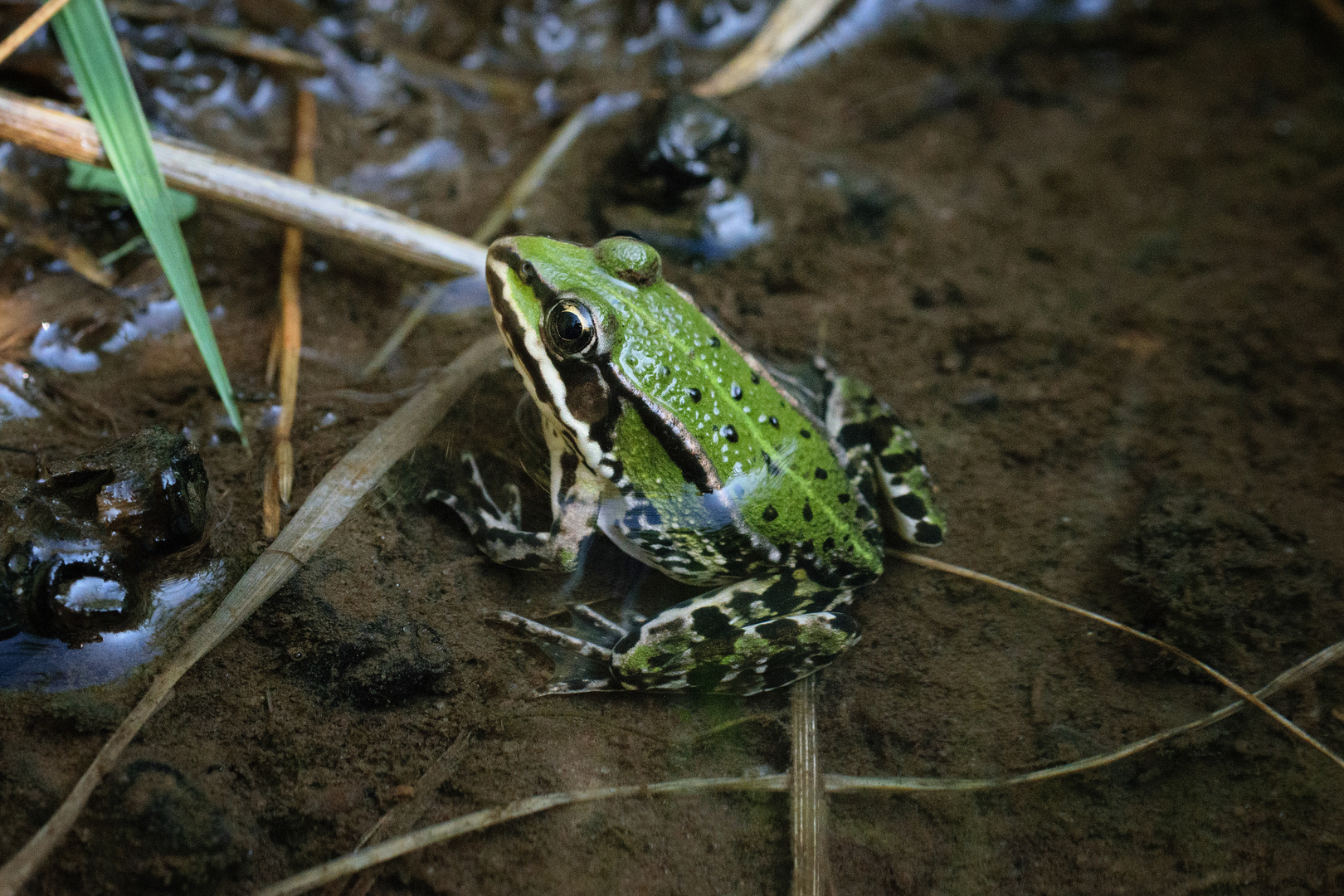 Kleiner Wasserfrosch (Rana lessonae), pool frog