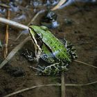 Kleiner Wasserfrosch (Rana lessonae), pool frog