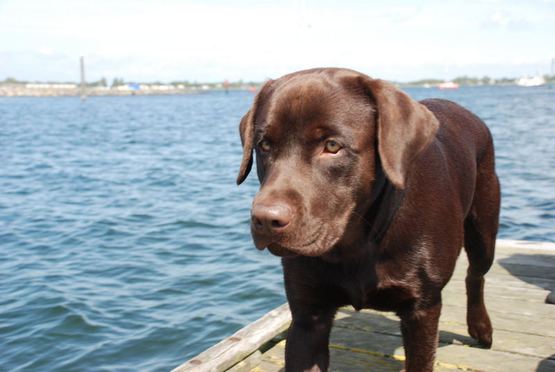 "kleiner Wasserhund"