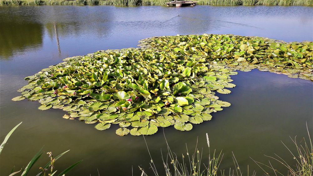 Kleiner Wasservogel-große Bugwelle