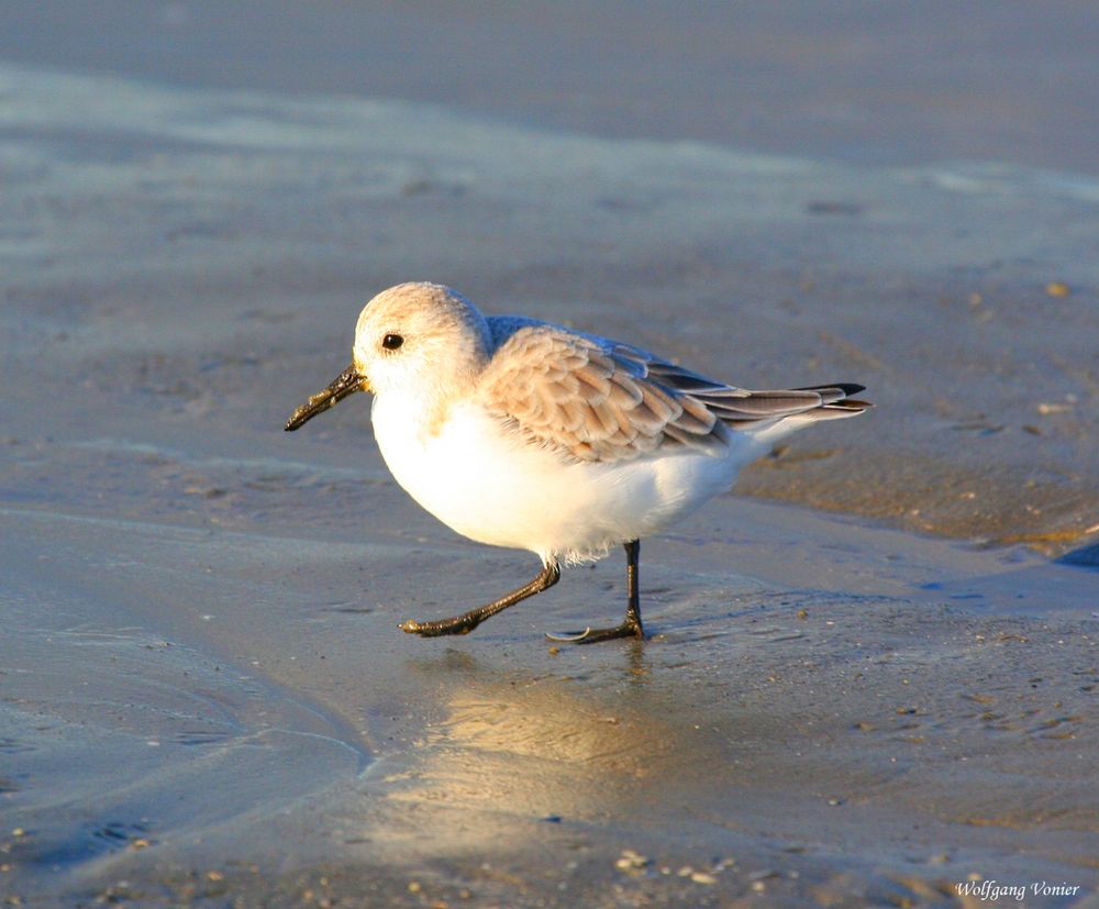 Kleiner Watvogel auf Sylt