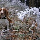 kleiner wauwau im frost