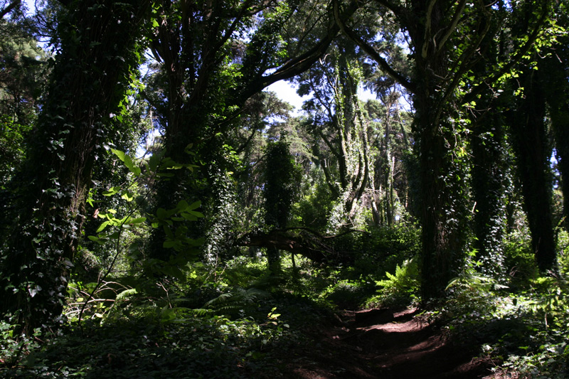 Kleiner Weg im Paradies.