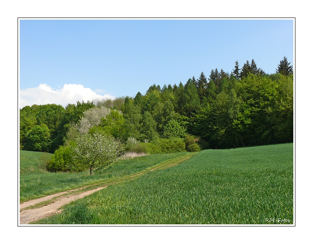 kleiner Weg in den Frühling