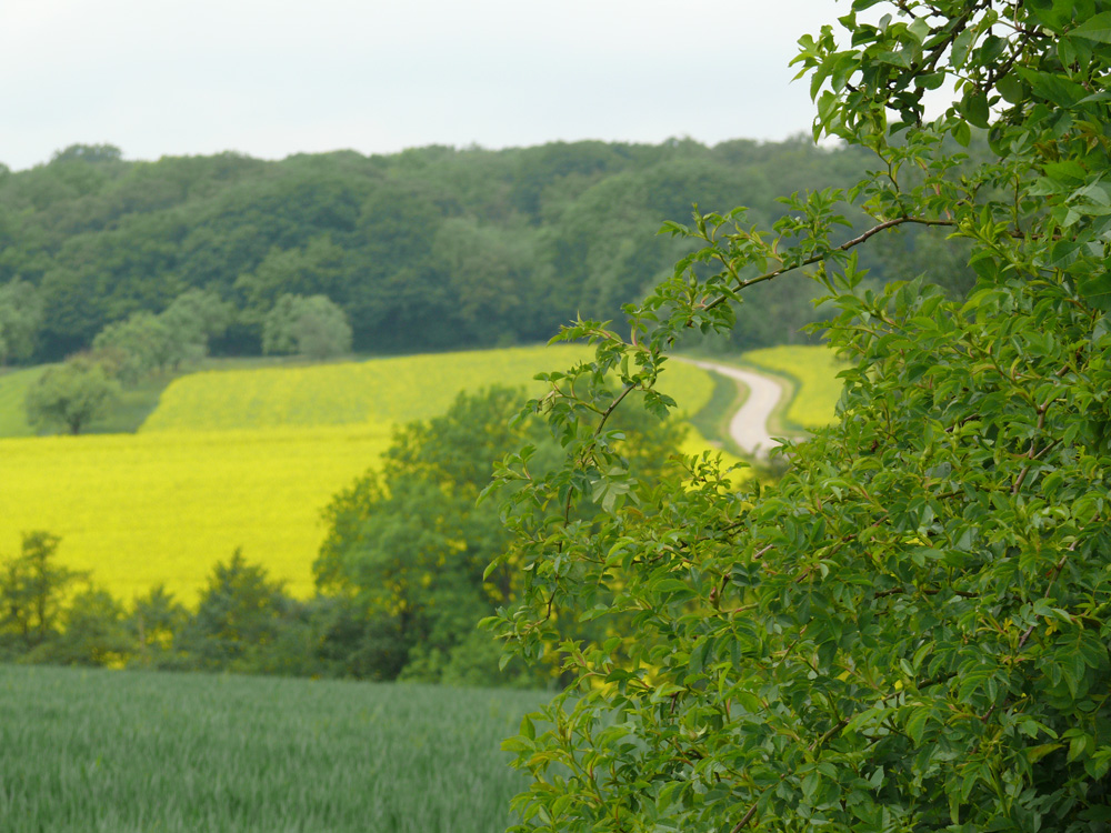 Kleiner Weg, wo geht´s hin?