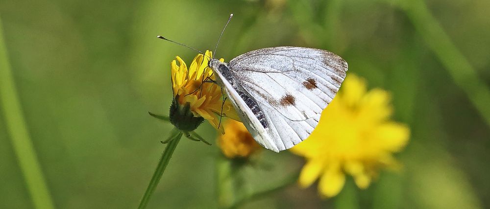 Kleiner weiblicher Kohlweißling, Pieris rapae...