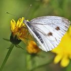 Kleiner weiblicher Kohlweißling, Pieris rapae...