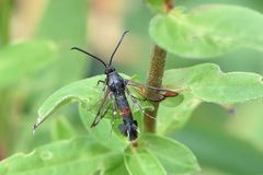 Kleiner Weidenglasflügler- (Synanthedon formicaeformis)