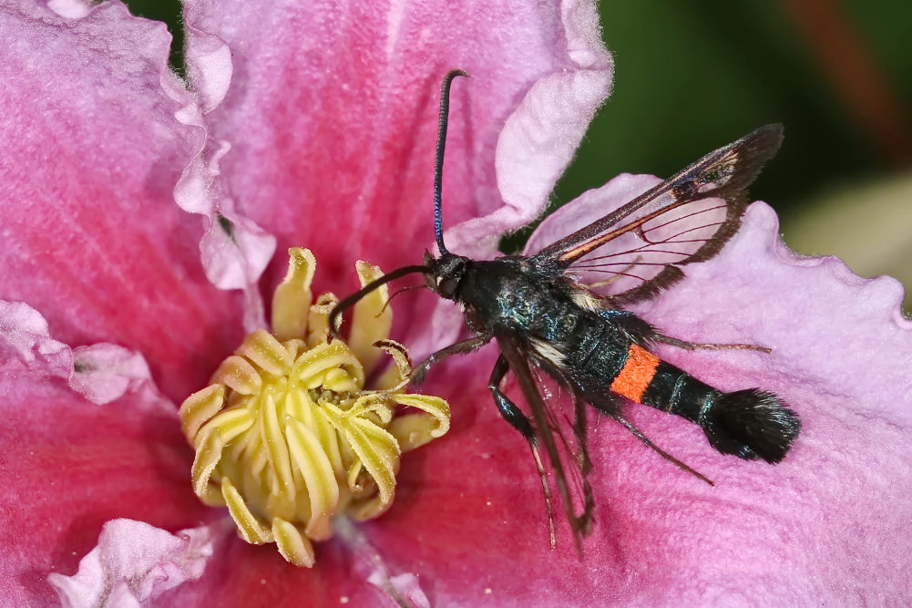 Kleiner Weidenglasflügler [Synanthedon formicaeformis]