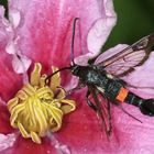 Kleiner Weidenglasflügler [Synanthedon formicaeformis]