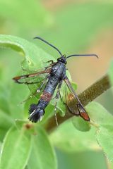 Kleiner Weidenglasflügler - (Synanthedon formicaeformis)