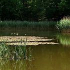 Kleiner Weiher am Waldrand