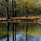 KLEINER WEIHER im WILDPARK....