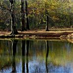 KLEINER WEIHER im WILDPARK....