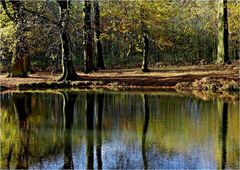 KLEINER WEIHER im WILDPARK....