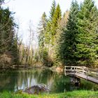 kleiner Weiher mitten im Wald