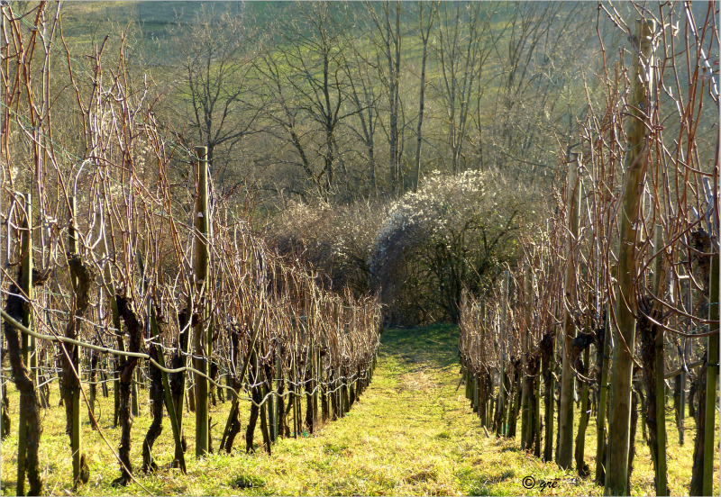 Kleiner Weinberg*