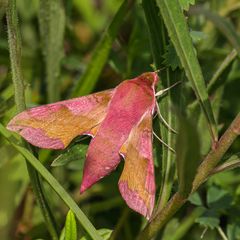 kleiner Weinschwärmer ( Deilephila porcellus )