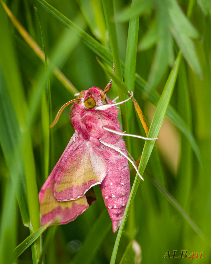 Kleiner Weinschwärmer (Deilephila porcellus)