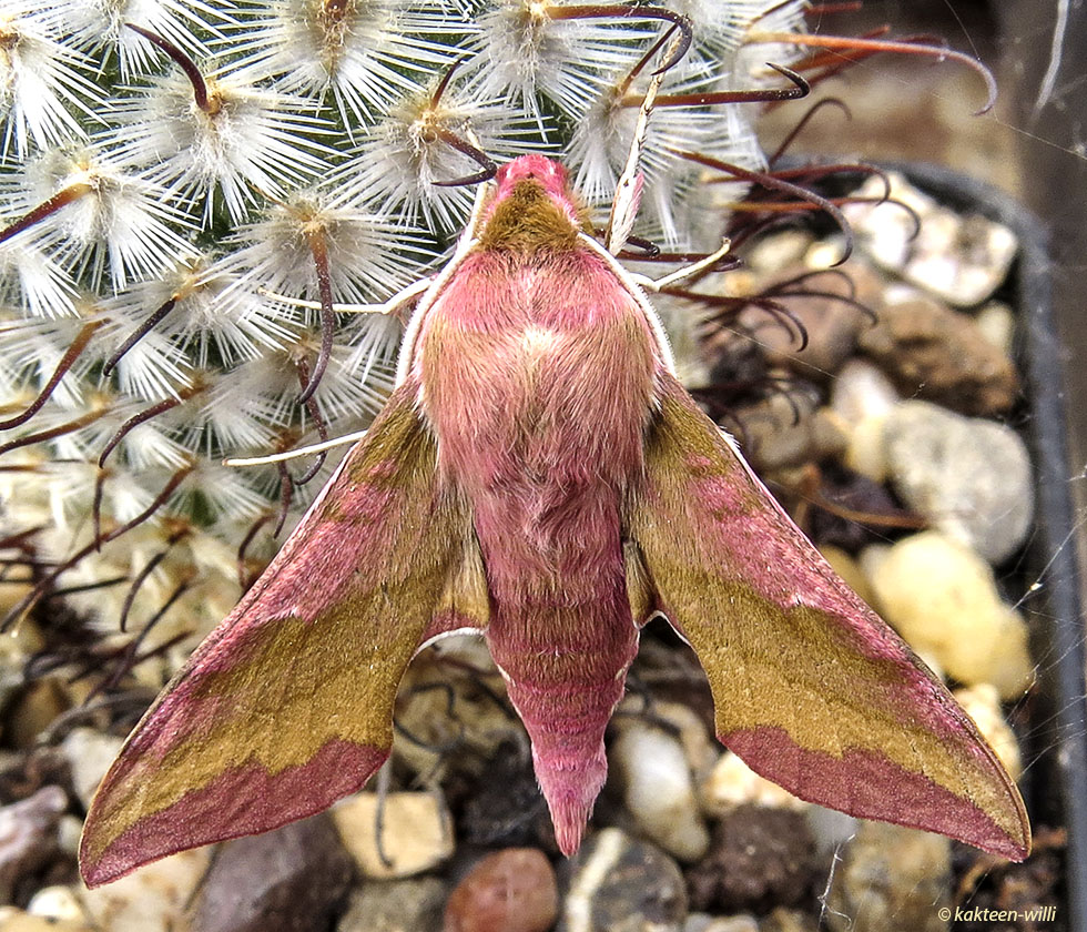 Kleiner Weinschwärmer (Deilephila porcellus)