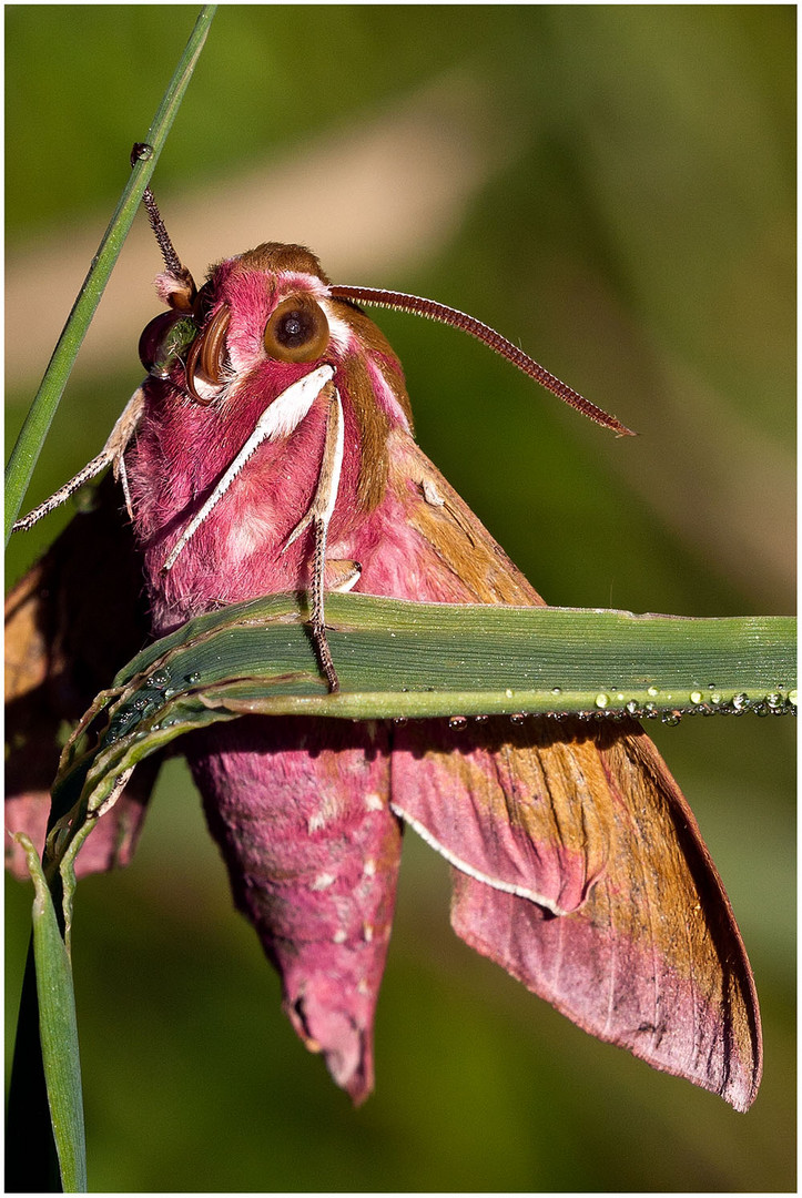 Kleiner Weinschwärmer (Deilephila porcellus