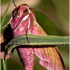 Kleiner Weinschwärmer (Deilephila porcellus