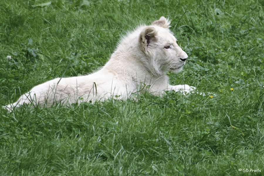 kleiner weißer Löwe