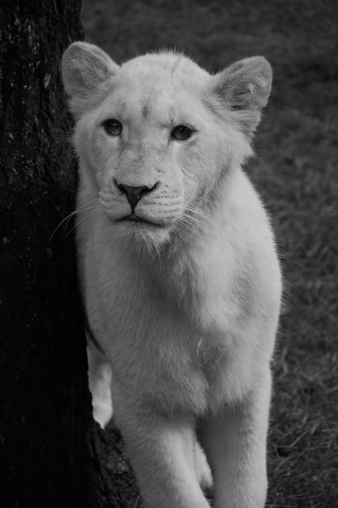 Kleiner weißer Löwe