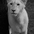 Kleiner weißer Löwe