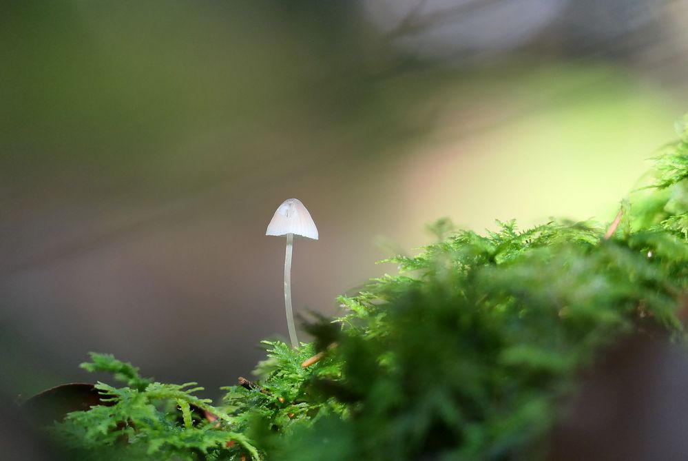 Kleiner weißer Pilz...