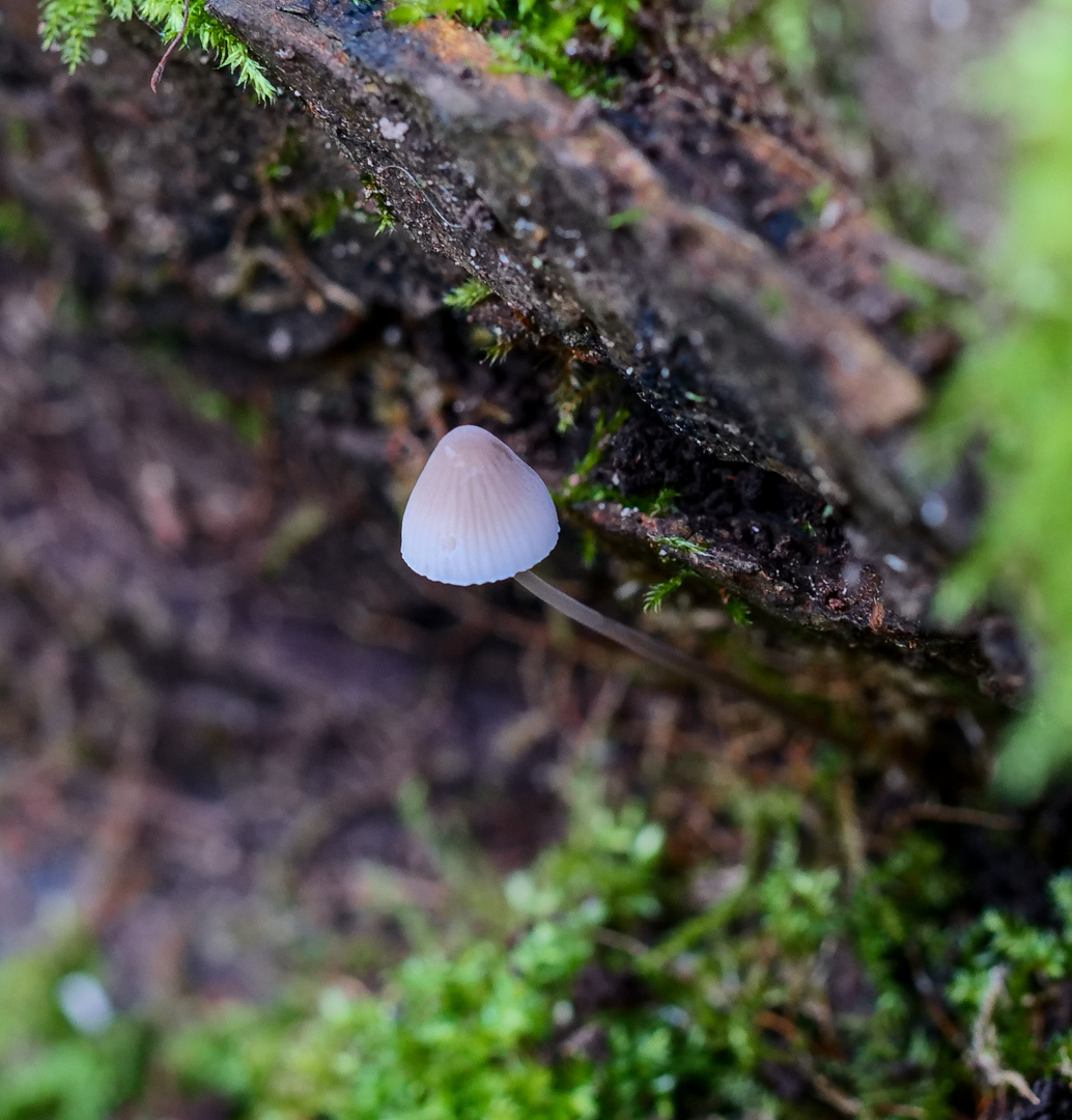 Kleiner weißer Pilz