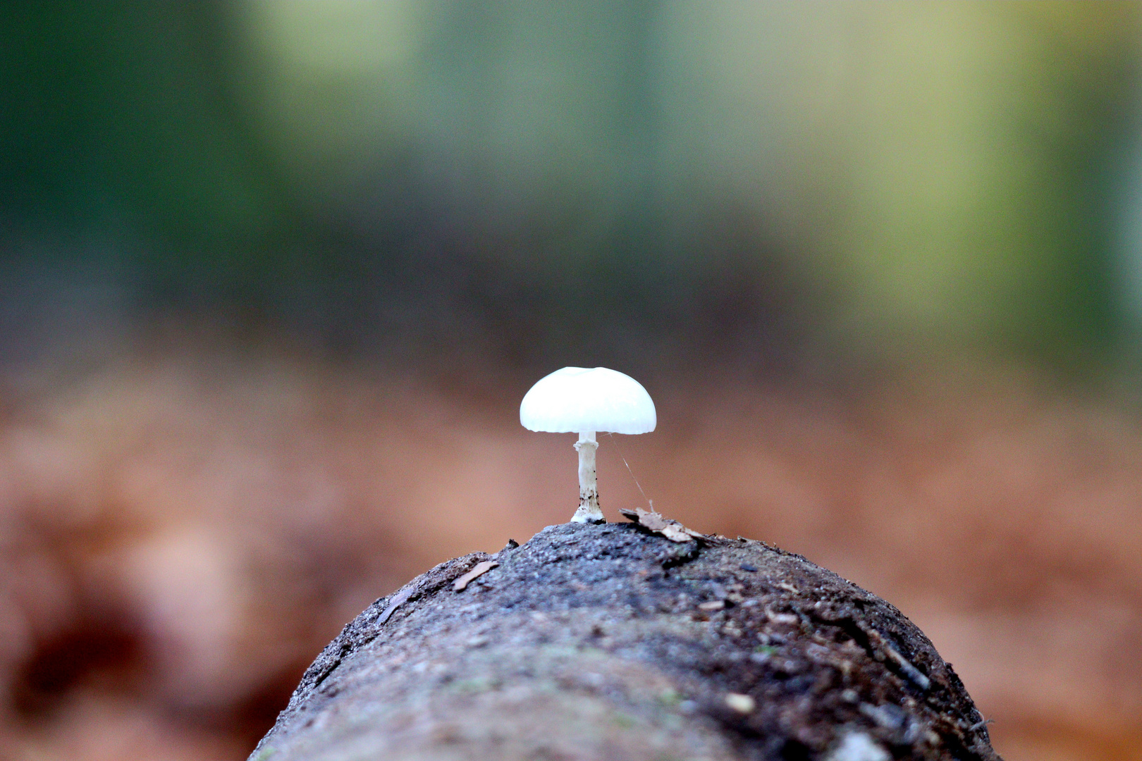 Kleiner weißer Pilz. So schön an zu schauen