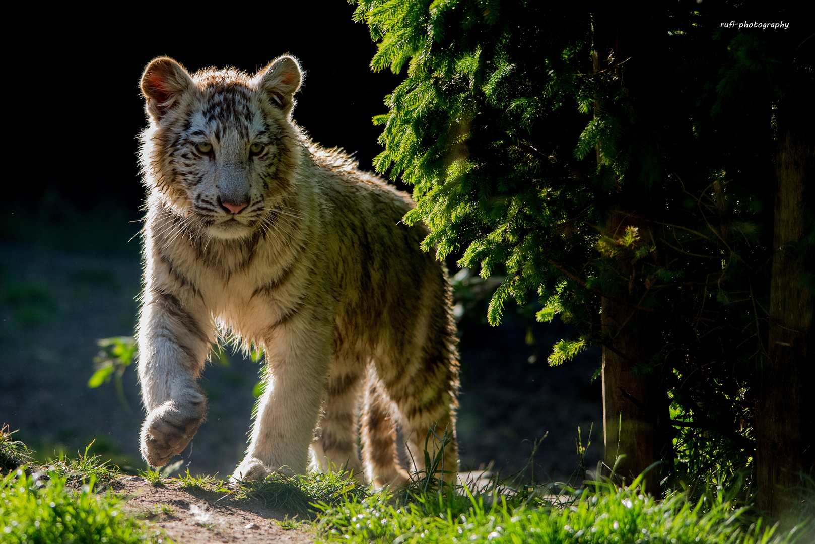 Kleiner weisser Tiger auf Pirsch