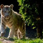 Kleiner weisser Tiger auf Pirsch