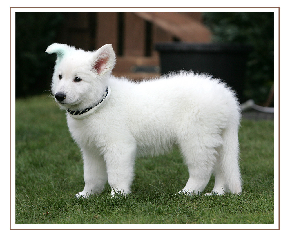 KLEINER WEISSER WOLF (EISBÄR?) Foto & Bild tiere, haustiere, hunde