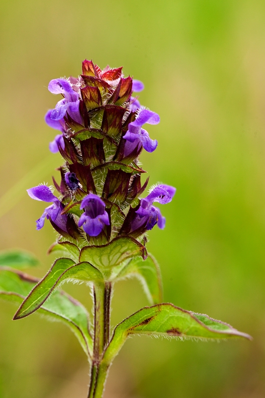 Kleiner Wiesenblüher