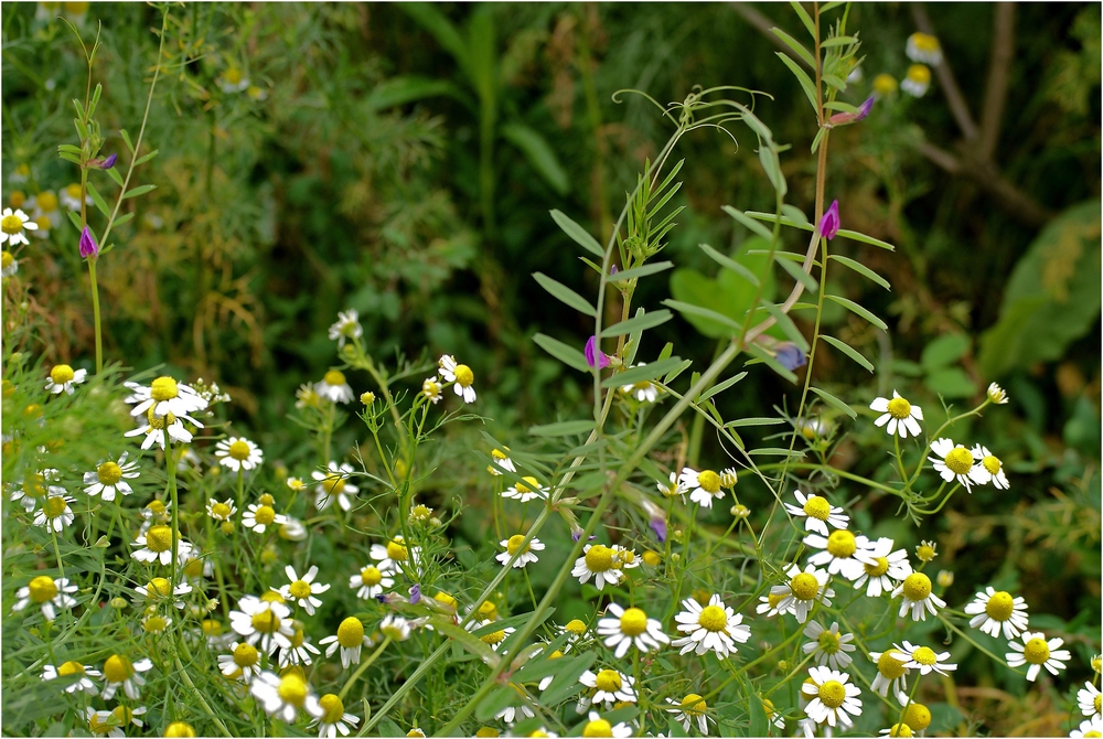 Kleiner Wiesenfreund