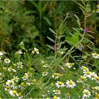 Kleiner Wiesenfreund