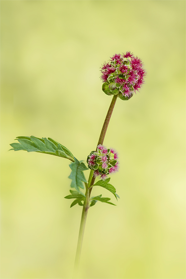 Kleiner Wiesenknopf