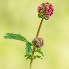 Kleiner Wiesenknopf