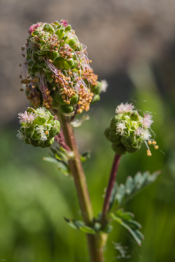 Kleiner Wiesenknopf